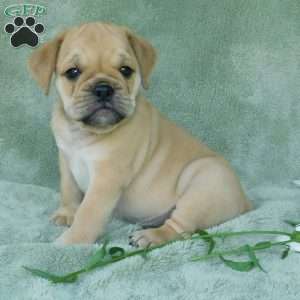 Rowdy, Miniature Bulldog Puppy